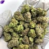 Platinum Lemon Gushers THCa Flower with vibrant citrus aroma and resin-covered buds