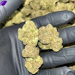 Black Runtz THCa