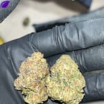 Jealousy Runtz THCA