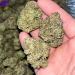 Jealousy THCa