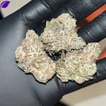 Oreo Blizzard THCA EXOTICS