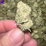 Sandia Gelato THCA