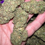 Tsunami OG THCa