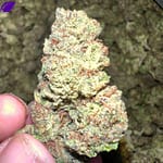 Slurpee THCA