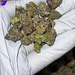 Gelato Floatz THCa Flower