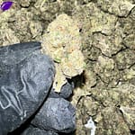 Runtz Indoor THCa Flower