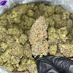 Trump Runtz THCA