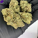 Animal Sherbet THCa