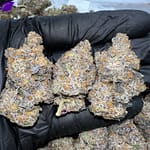 Candy Rain THCa