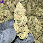 Astro Runtz THCa Flower