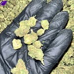Key Lime Jack THCa Flower