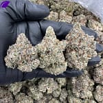 LA Push Pop THCa