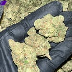 Papaya Bomb THCa Flower
