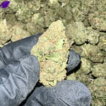 White Runtz THCa Flower