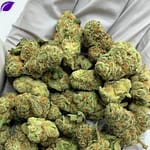 Glitter Bomb Exotic THCa Flower