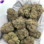 Archive Runtz Exotic THCa Flower