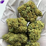 Grandi Guava THCa Flower