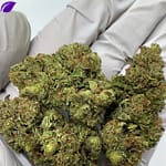 Rainbow Sherbet THCa Flower