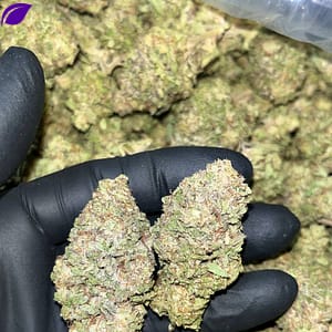 Gelato THCA