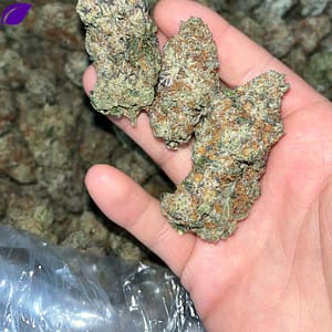 "Experience Rare Luxury with Orange Creamsicle EXOTIC THCA: 24-28% THC & Unique Terpenes"