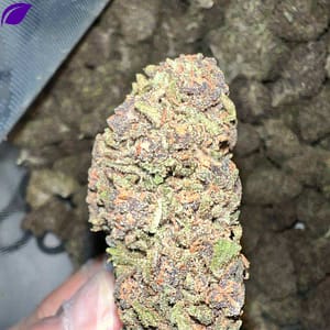 "Discover Bliss with Pink Panther THCA: Indulgent Terpene Blend & 24-28% THC"