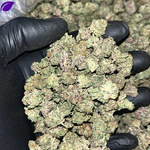 Our Exotic THCa Smalls contain 28 to 35% THCa, rare terpenes, and limited availability. Start wholesale bulk procurement. Purchase now!