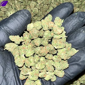 Experience the unique flavor of Black Garlic Gelato THCA Flower. Buy high-quality cannabis buds online at our dispensary. Fast shipping and discreet packaging guaranteed!