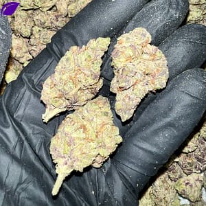 Jelly Donut EXOTIC THCA Flower - Sweet & Potent for Wholesale