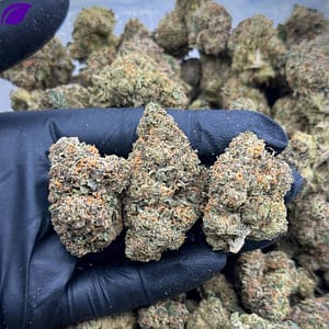 Windy City Runtz EXOTICS THCA Flower is a premium cannabis strain known for its exotic, fruity flavors and balanced effects. With a high THCA content, this strain delivers a potent and relaxing experience, making it ideal for unwinding. The smooth smoke and vibrant aroma make it a top choice among cannabis enthusiasts. Perfect for wholesale buyers, Windy City Runtz EXOTICS stands out for its exceptional quality and unique characteristics, ensuring satisfaction with every purchase.