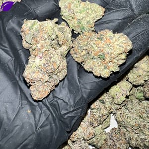 Bubble Gum Gelato THCa Flower - Closeup of High-THCa Cannabis Buds