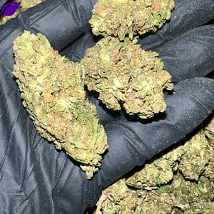 Grape Gas THCA Flower Bulk Wholesale