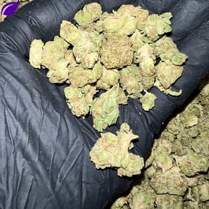 Hella Jelly THCa Flower Wholesale