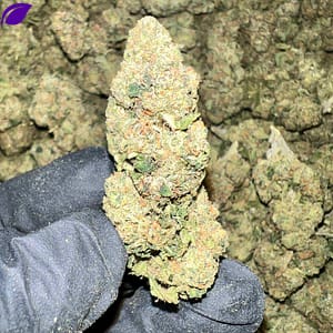 High-quality image of Astro Runtz THCA Flower