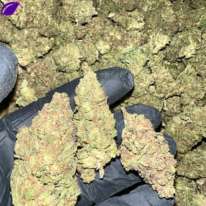 Honey Mintz THCA Flower Bulk Wholesale