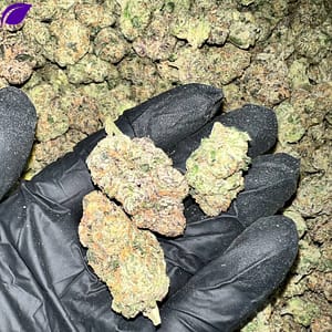 Hood Lemon THCa Flower - Closeup of High-THCa Cannabis Buds