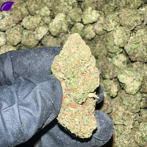 Jelly Zonuts THCA Flower Bulk Wholesale