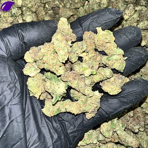 London Jelly THCa Flower - Closeup of High-THCa Cannabis Buds