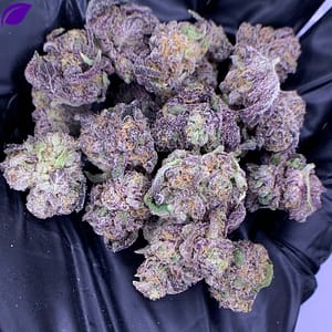 Pinnacle THCa Flower - Closeup of High-THCa Cannabis Buds