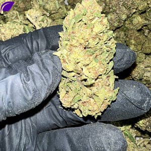 Discover Zerealz Pie THCa Flower, available for wholesale. Grown in Oregon and third-party tested, our premium flower offers the best quality and competitive pricing.