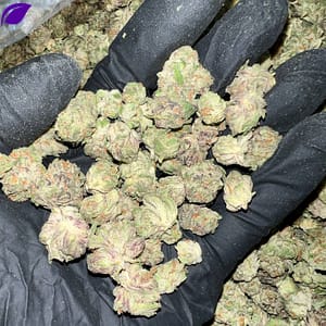 Purple Gushers THCa Flower - Closeup of High-THCa Cannabis Buds