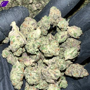 Secret Cookies THCa Flower Wholesale Purchase