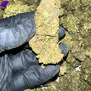 Wedding Drop THCa Flower in bulk packaging for wholesale