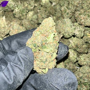 White Runtz THCA Flower Bulk Wholesale