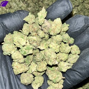 Wholesale Bulk Cannabis Smalls For Sale Near me 05 Gush Mintz EXOTIC smalls