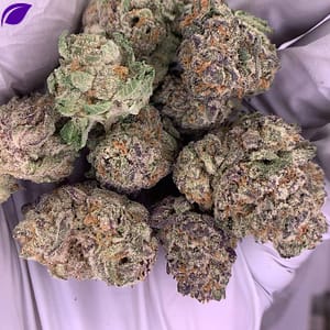 Purple Punch Exotic THCa Flower
