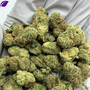 Glitter Bomb Exotic THCa Flower Wholesale