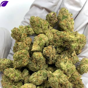 Astro Candy Exotic THCa Flower with vibrant buds and sweet, fruity aroma