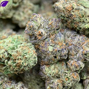 Beignets Exotic THCa Flower with frosty buds and sweet, doughy aroma