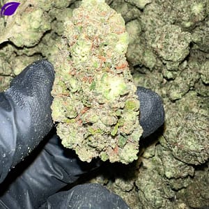 Close-up of Tahoe OG THCa Flower, highlighting the strain's unique characteristics and trichome structure