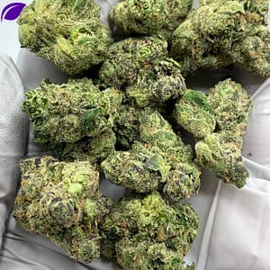 Gorilla Glue #4 THCa Flower - Potent Hybrid Cannabis Strain for Bulk Orders